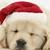 cute christmas wallpaper dog