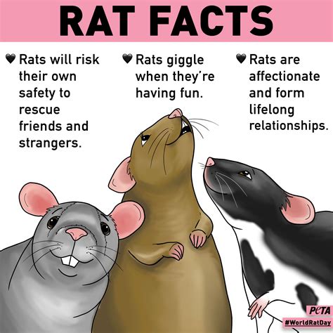 Did You Know These Facts About Rats? Cute rats, Rats