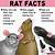 cute facts about rats