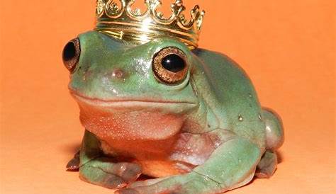 Happy frog with crown stock illustration. Illustration of nature - 80215779