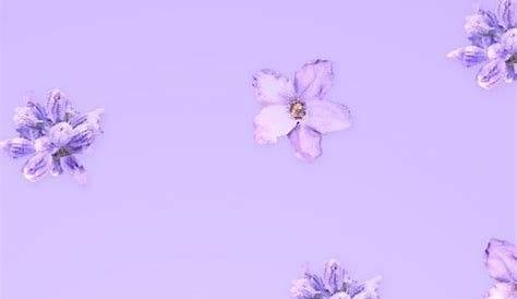 Cute Iphone Wallpaper Lavender