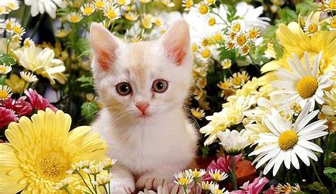 Cute Kittens Desktop Wallpaper