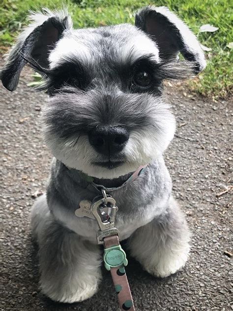 All About Cute Miniature Schnauzer Puppy Exercise Needs 