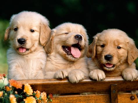 Cute and Adorable Puppy Pictures Cuteness Overflow
