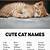 cute pet names for cats and dogs