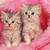 cute pink cat wallpaper hd