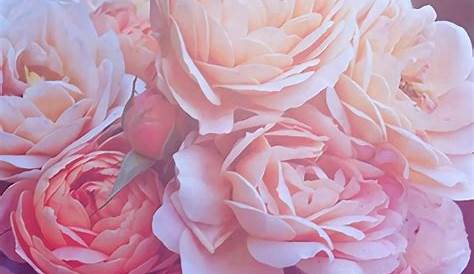 Cute Rose Wallpaper Iphone Pretty Top Free Pretty Backgrounds