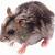 cute small animals images png
