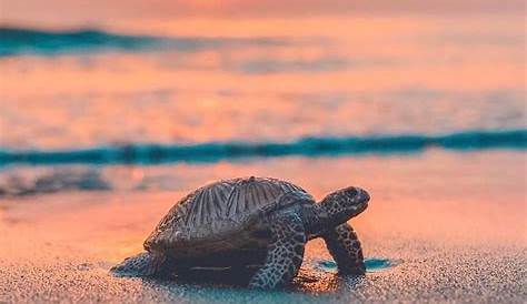 Cute Turtle Wallpaper For Iphone