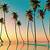 cute wallpapers palm trees