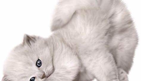 Bengal cat Kitten Puppy Dog Cuteness - Cute cat Vector png download