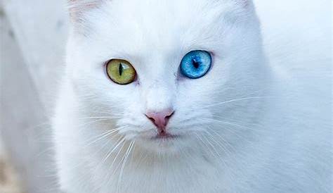 14+ White Cat Wallpaper Phone Furry Kittens