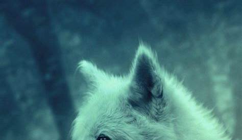 Cute Wolf Wallpaper Iphone Wolves Cave