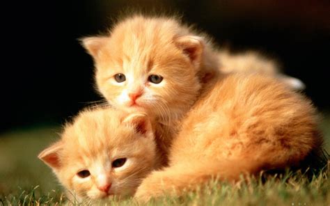 cute animal pictures for wallpaper