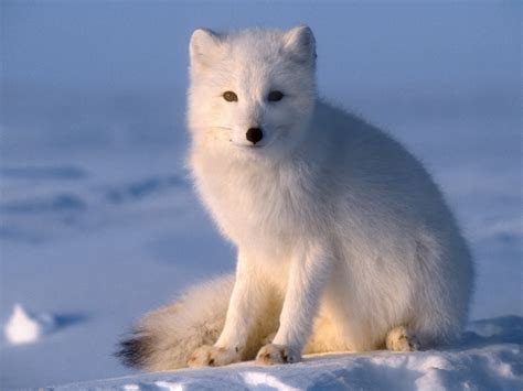 Cute Arctic Fox