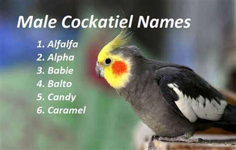 cute bird names for cockatiels