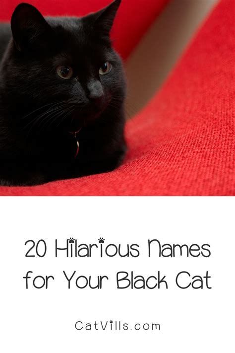 Cute Black Cat Names Male