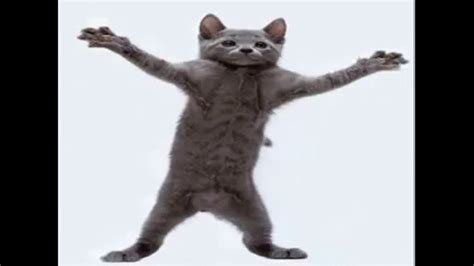 cute cat dancing image meme