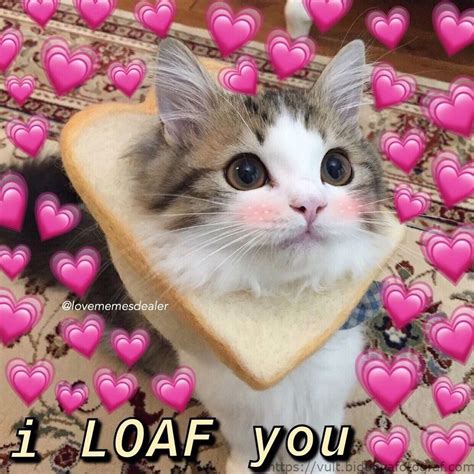 cute cat heart love meme
