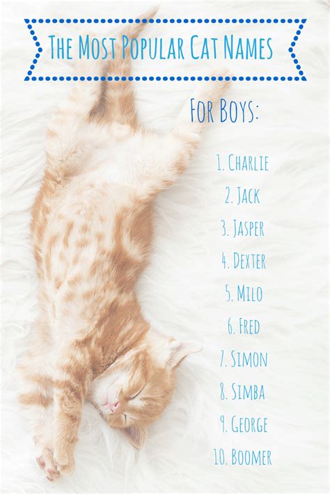 cute cat names for a boy
