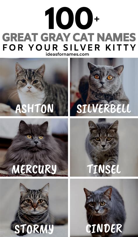 Cute Cat Names for a Gray Cat