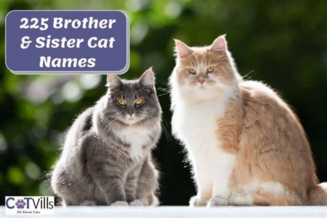 Cute Cat Names for Brother and Sister