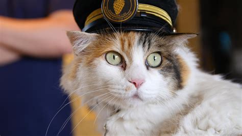 Cute Cat Nation Discount Code