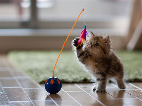 cute cat playing with toys