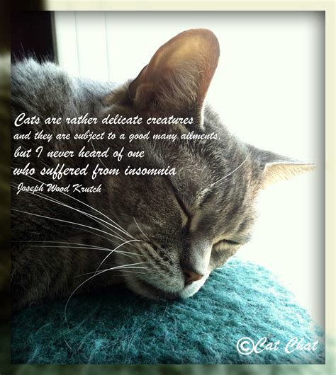 cute cat sleeping quotes