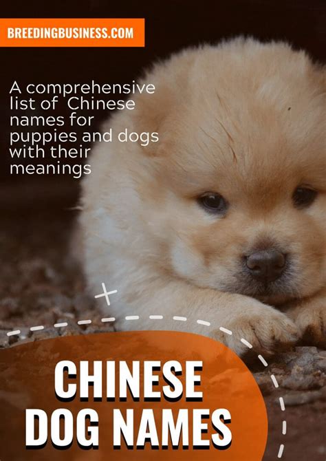 cute chinese dog names