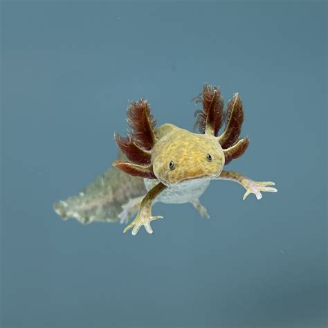 Cute Copper Axolotl