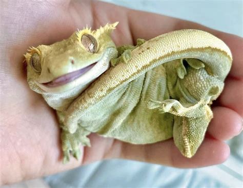 Cute Crested Gecko