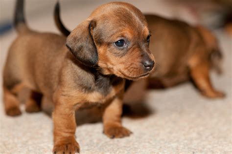 Cute Dachshund