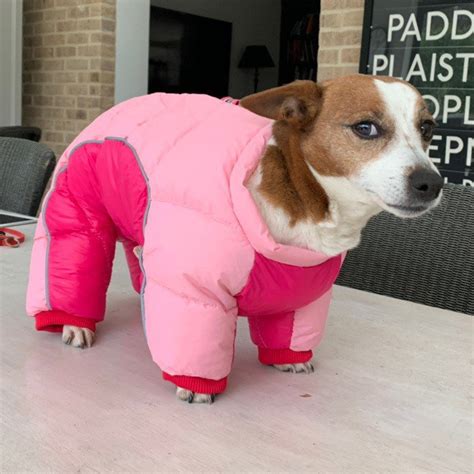 Cute Dog Jacket