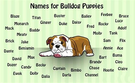 Cute Dog Names for Bulldogs