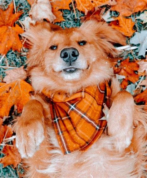 cute dogs in fall