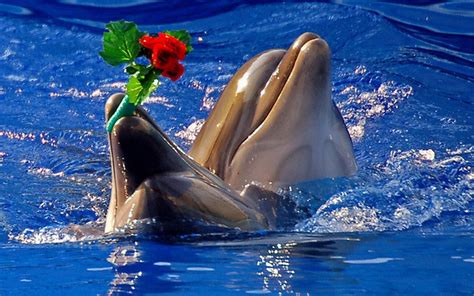 Cute Dolphin Wallpaper ·① WallpaperTag