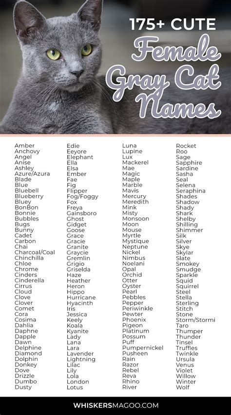 cute female cat names grey