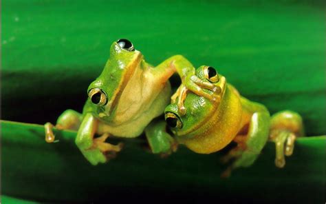Cute Frogs
