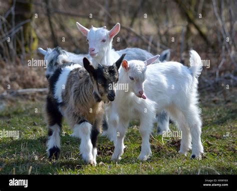Cute Goats
