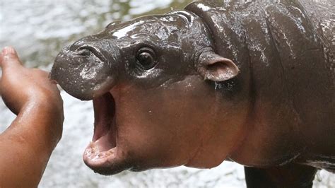 Cute Hippo