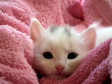 Cute Kitten Chewing Wallpaper Free Kitten Downloads