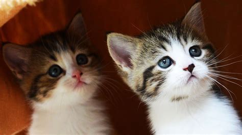 Cute Kitten Videos: Enjoy The Adorable Animals From The Comfort Of Your
Home