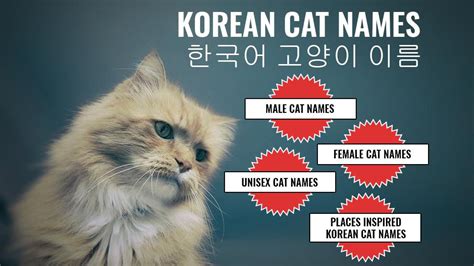 cute korean names for cats