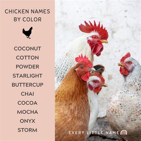 Cute Name For Chickens