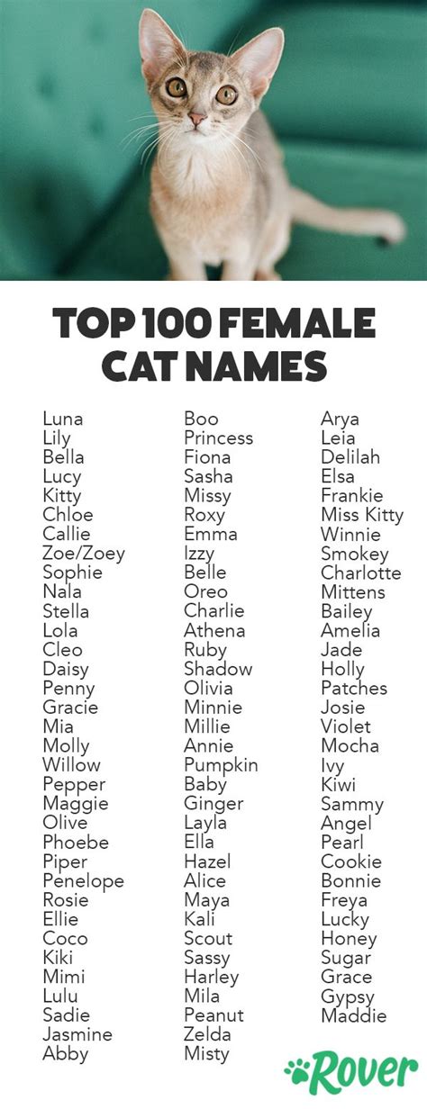 Cute Names for a Girl Cat