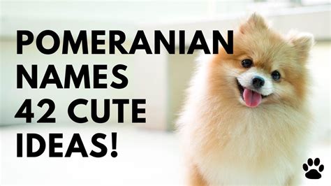 Cute Names for Pomeranian Dog