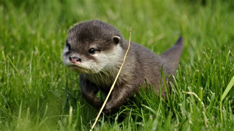 Cute Otter