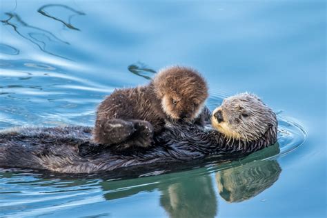 Cute Otters