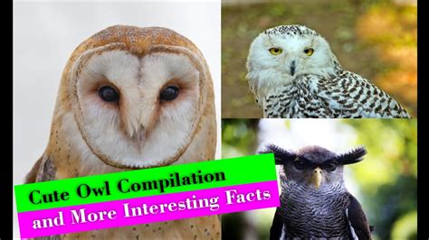 Cute Owl Compilation